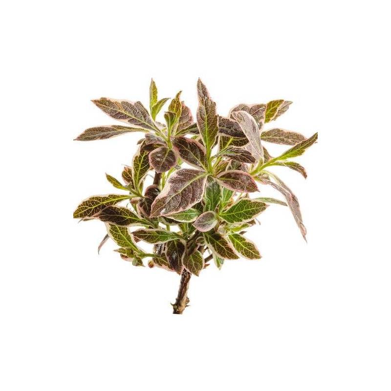 Weigela All Summer® Monet 'Verweig8', Weigelia à fleurs Blanche - feuillage Caduc - Pot de 4L - 40/60 cm-  hauteur à maturité De 1,00 m à 1,50 m - Image 3