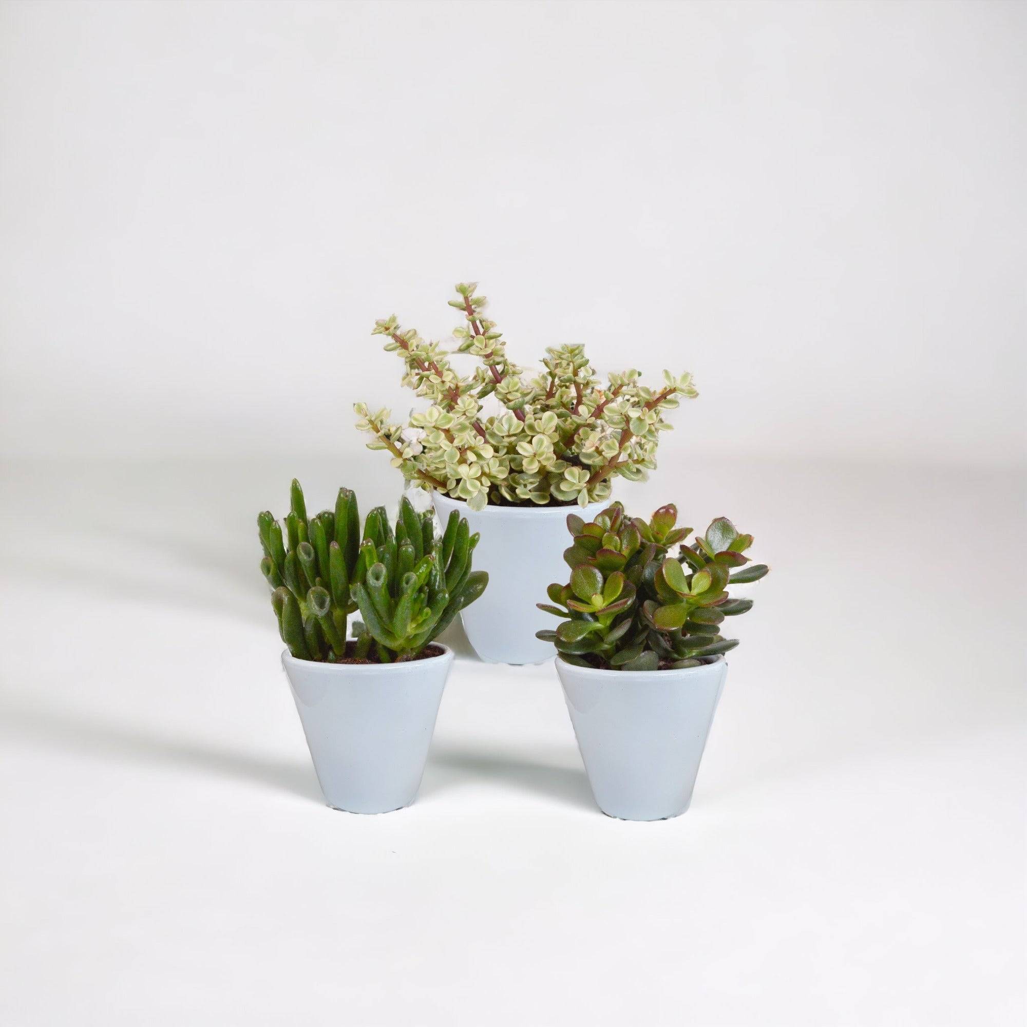 La Green Touch - Coffret crassula et ses caches-pots blancs - Lot de 3 plantes, h18cm- La Green Touch