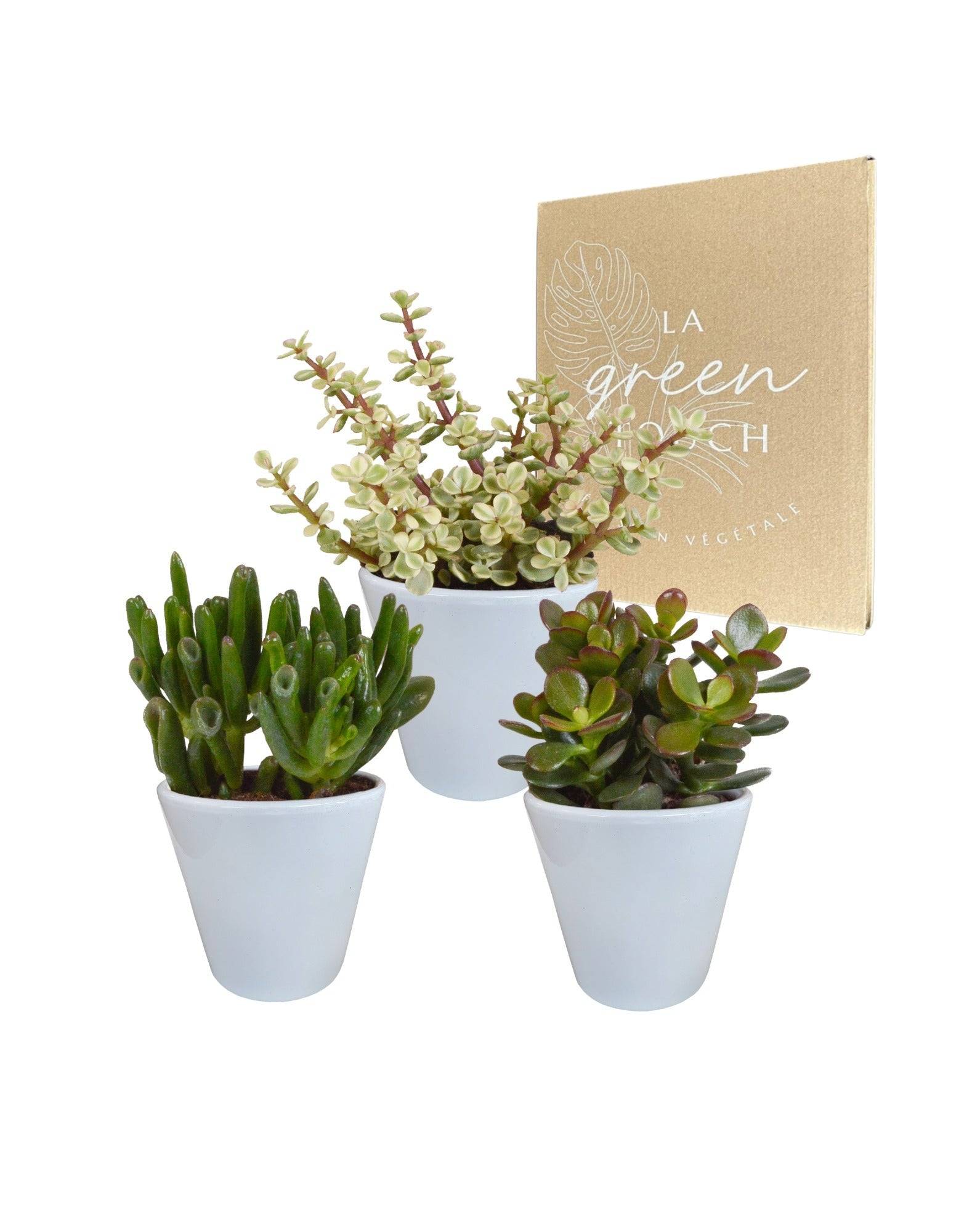 Coffret crassula et ses caches-pots blancs - Lot de 3 plantes, h18cm- La Green Touch - Image 2