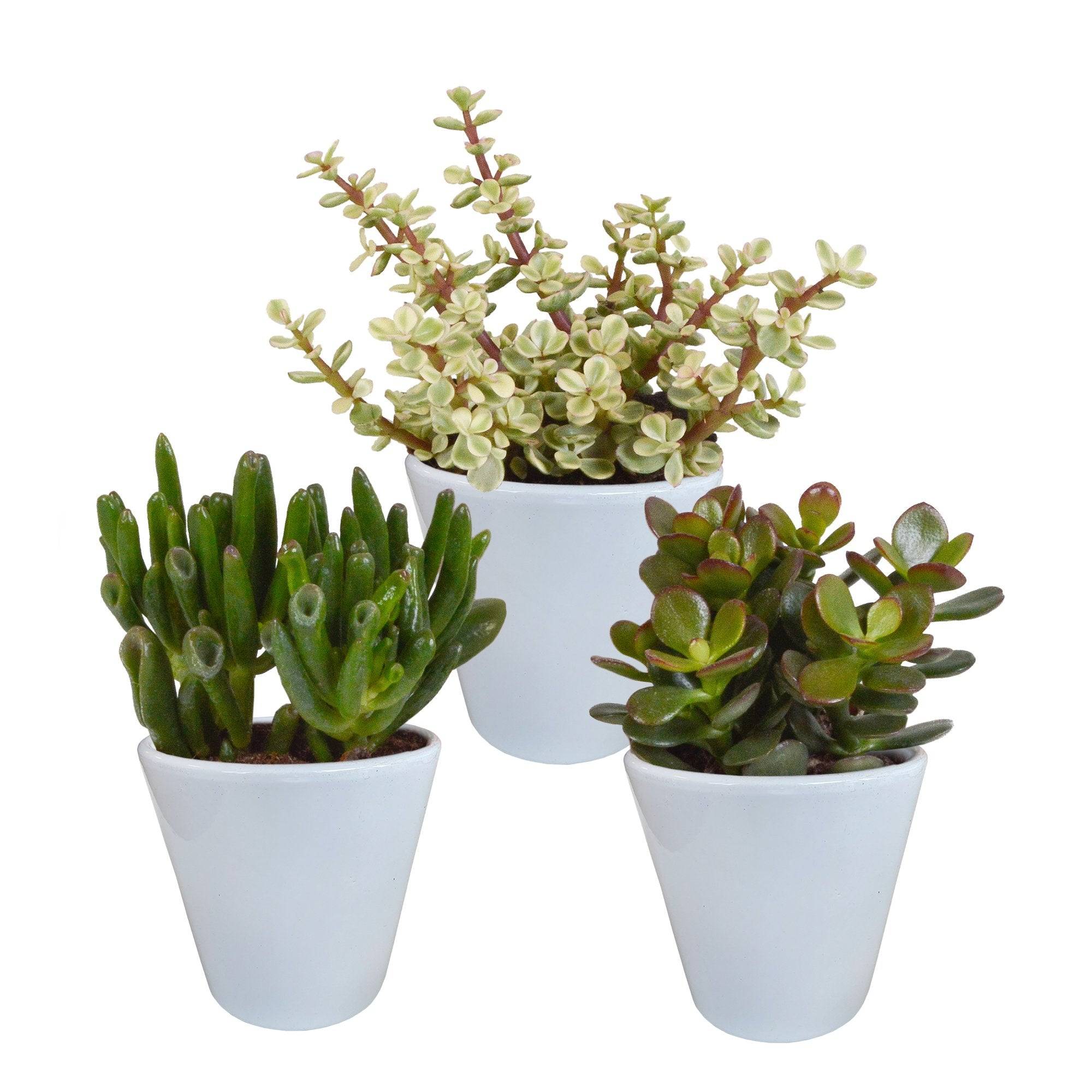 Coffret crassula et ses caches-pots blancs - Lot de 3 plantes, h18cm- La Green Touch - Image 3