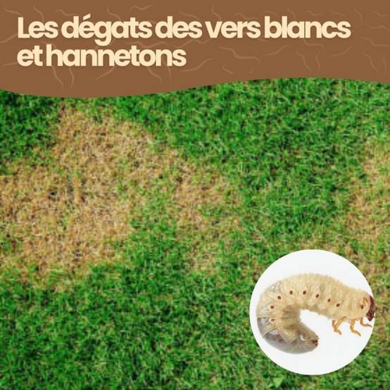 Achat Nature - achatnature - Nématodes HB contre vers blancs et hannetons - 50 millions - 100 m² - Image 5