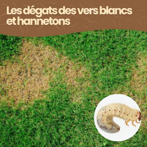 Achat Nature - achatnature - Nématodes HB contre vers blancs et hannetons - 50 millions - 100 m² - Image 5