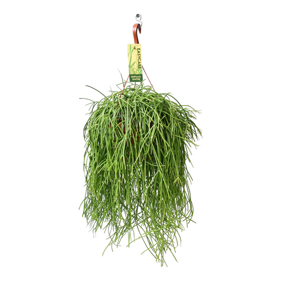 Rhipsalis Baccifera Shaferi 60cm - Plante d'intérieur- La Green Touch