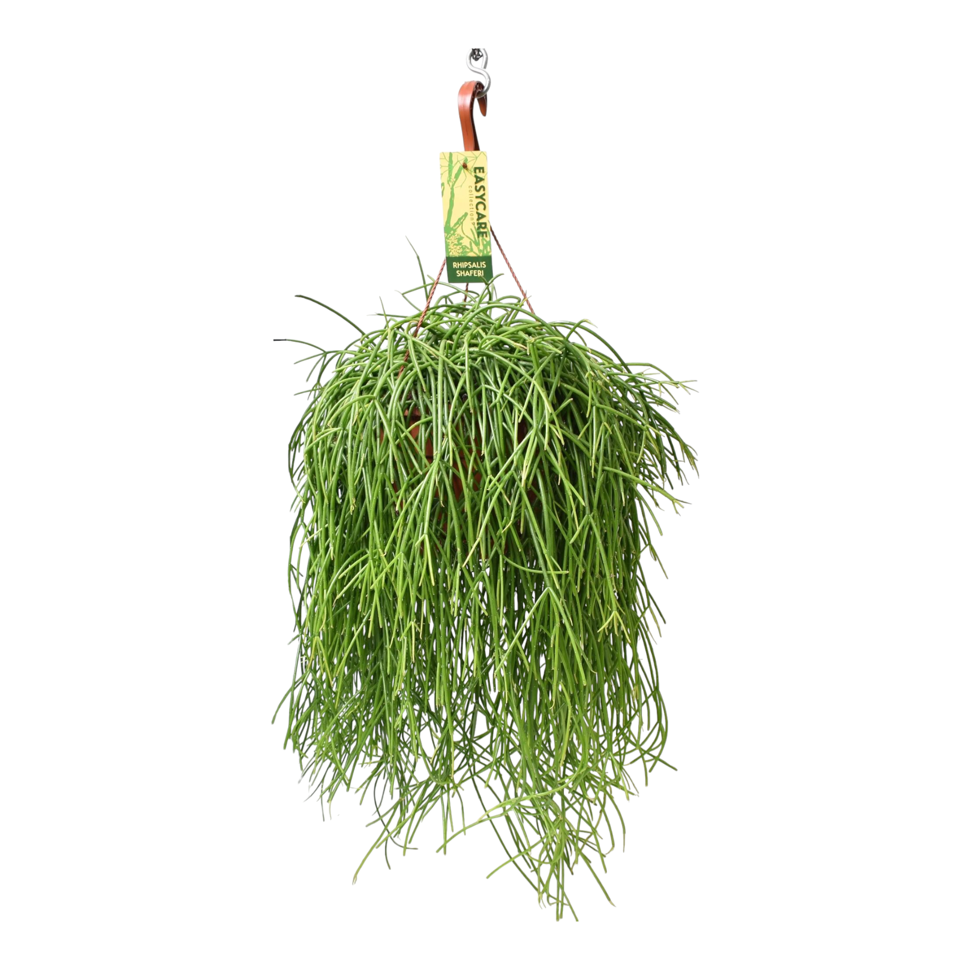 Rhipsalis Baccifera Shaferi 60cm - Plante d'intérieur- La Green Touch