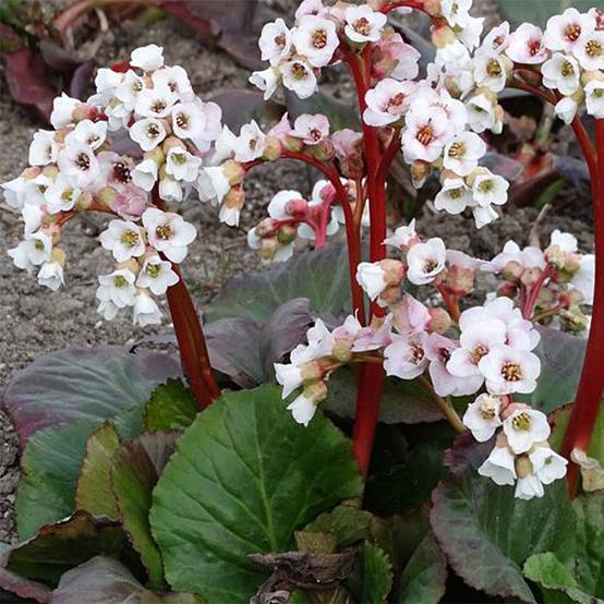 Bergenia Jelle - Plante des savetiers Godet de 8/9 cm
