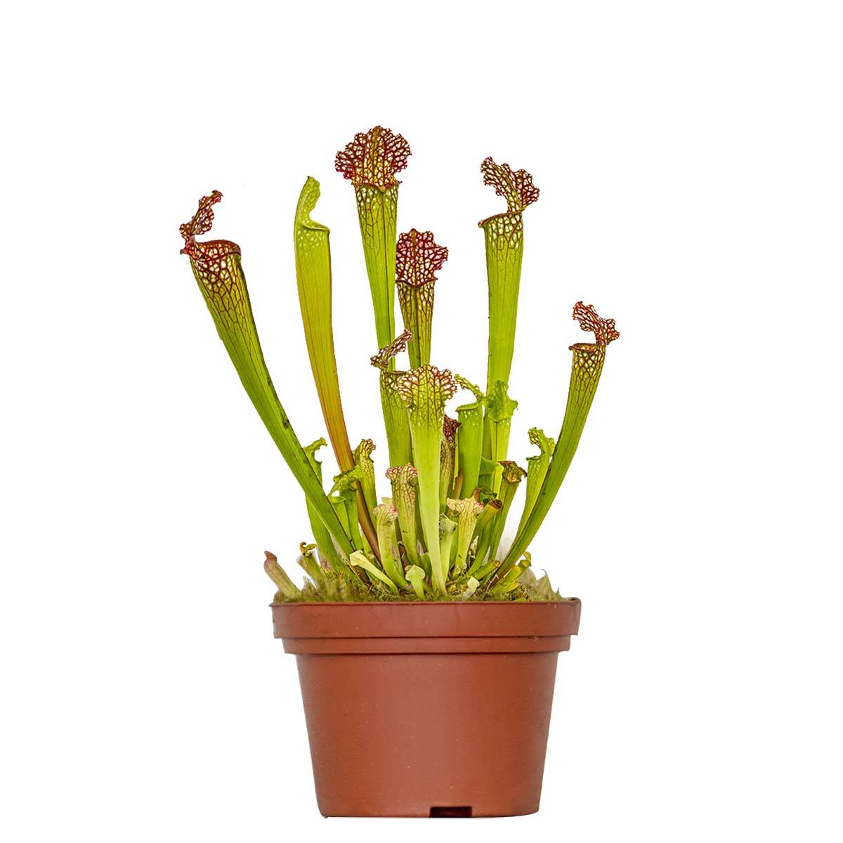 Sarracenia Juthatip Soper - Plante Trompette - Plante Carnivore - H. 10-20 cm - P. 12 cm - Image 1