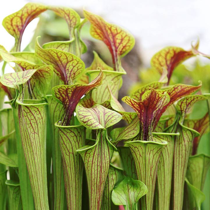 Sarracenia Juthatip Soper - Plante Trompette - Plante Carnivore - H. 10-20 cm - P. 12 cm - Image 3