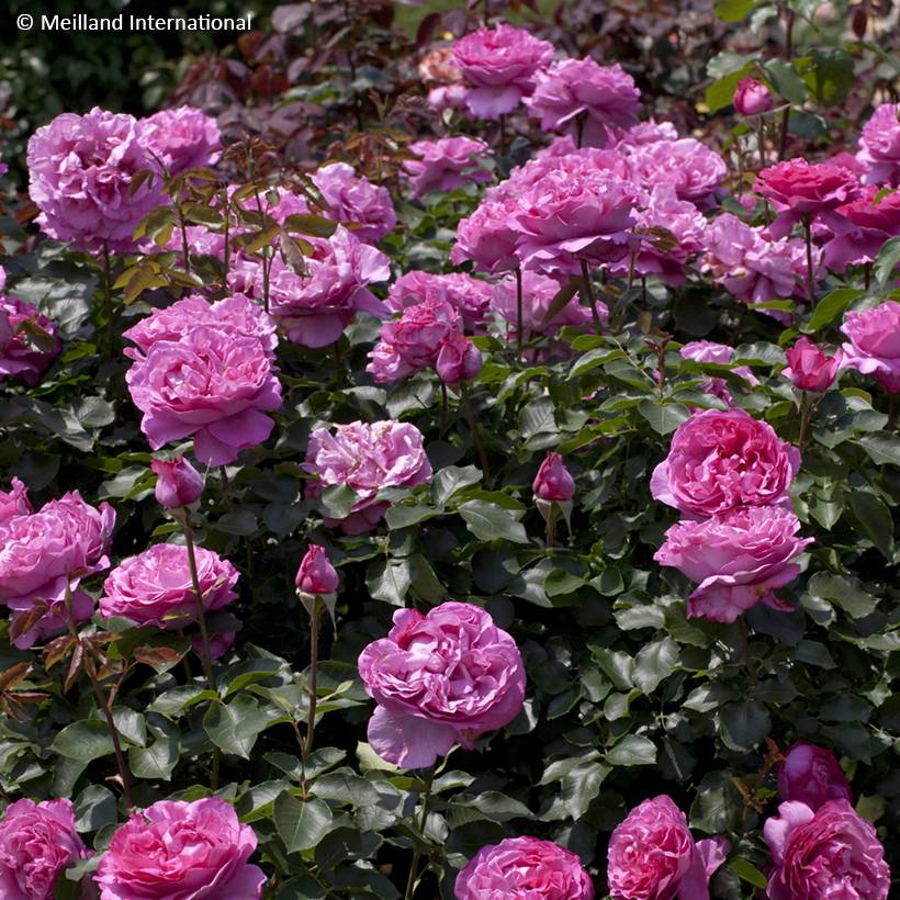 Promesse de Fleurs - Rosier grimpant Yves Piaget Pot de 4L/5L