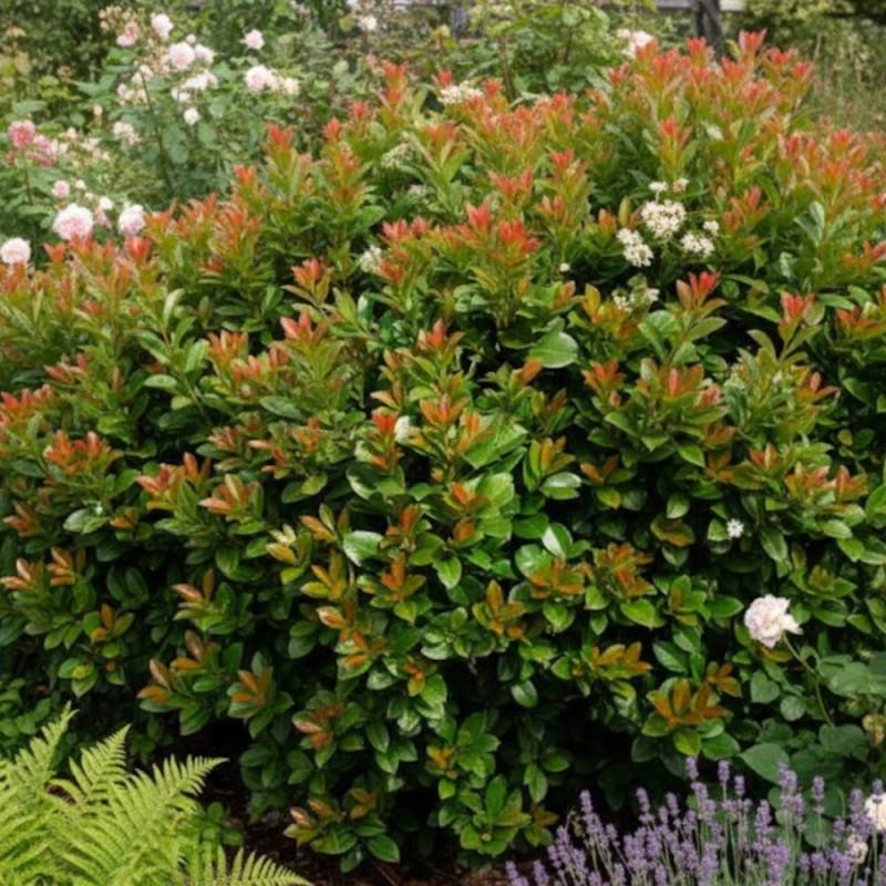 Laurier palme Etna® 'Anbri', Laurier-cerise à fleurs Blanche - feuillage Persistant - Pot de 4L - 40/60 cm-  hauteur à maturité De 3,00 m à 5,00 m - Image 8