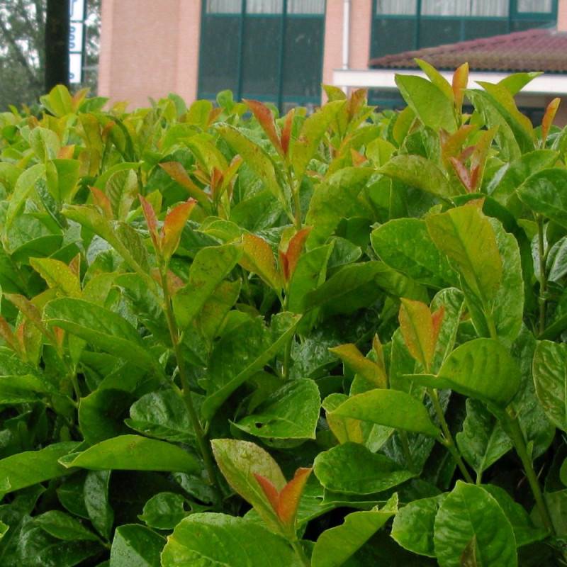 Laurier palme Etna® 'Anbri', Laurier-cerise à fleurs Blanche - feuillage Persistant - Pot de 4L - 40/60 cm-  hauteur à maturité De 3,00 m à 5,00 m - Image 1
