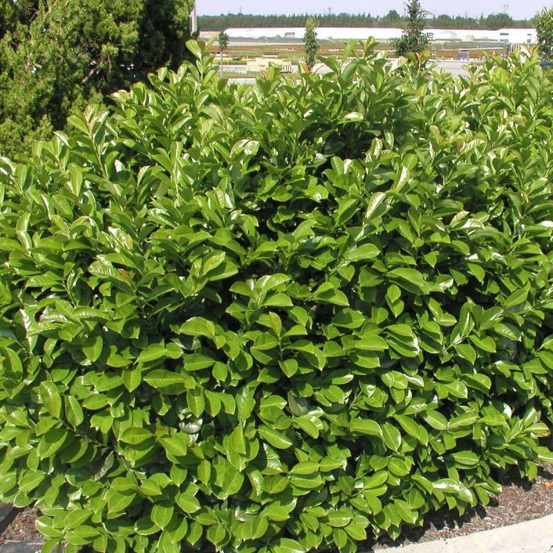 Laurier palme Etna® 'Anbri', Laurier-cerise à fleurs Blanche - feuillage Persistant - Pot de 4L - 40/60 cm-  hauteur à maturité De 3,00 m à 5,00 m - Image 5
