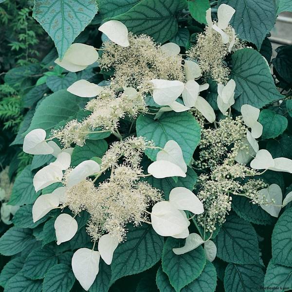 Promesse de Fleurs - Schizophragma hydrangeoides Moonlight Pot de 2L/3L