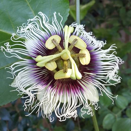Fruit de la Passion jaune - Passiflora edulis f. flavicarpa Pot de 1,5L/2L