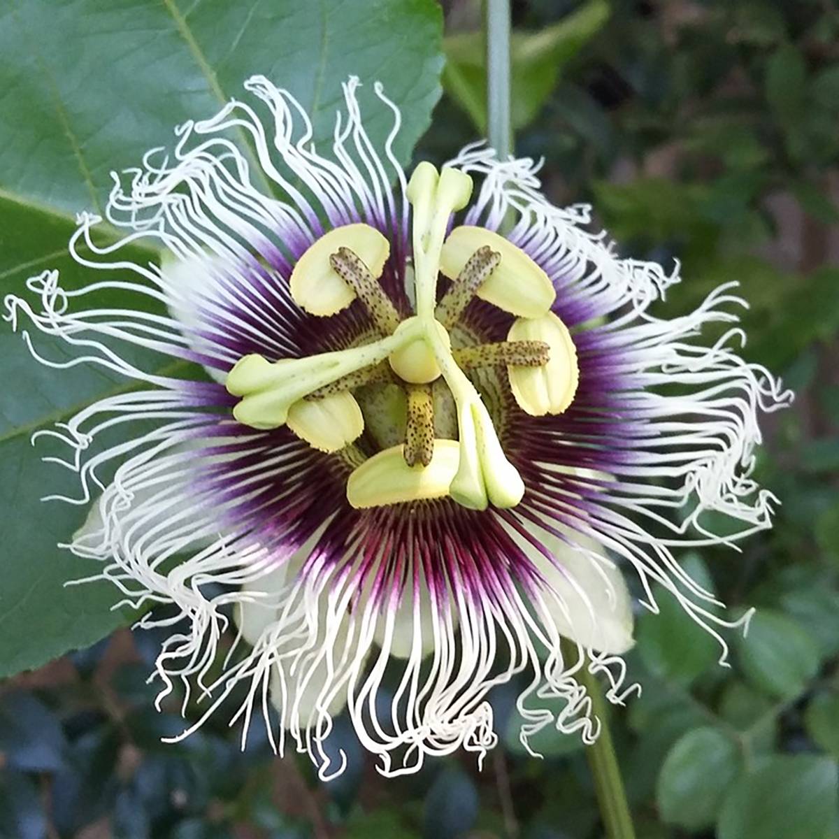 Fruit de la Passion jaune - Passiflora edulis f. flavicarpa Pot de 1,5L/2L