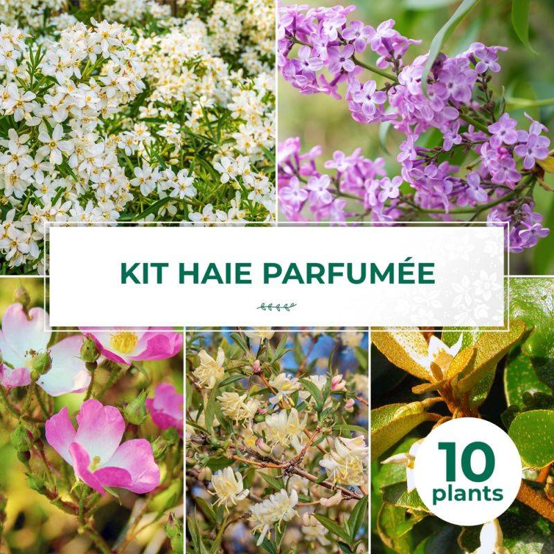Haie Parfumée - 10 arbustes -  - Pépinières Naudet - Image 1