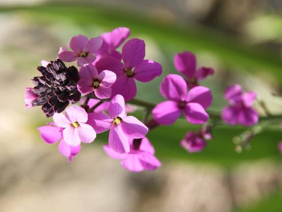 Promesse de Fleurs - Giroflée arbustive - Erysimum Bowles Mauve Godet de 8/9 cm, PERSISTANT