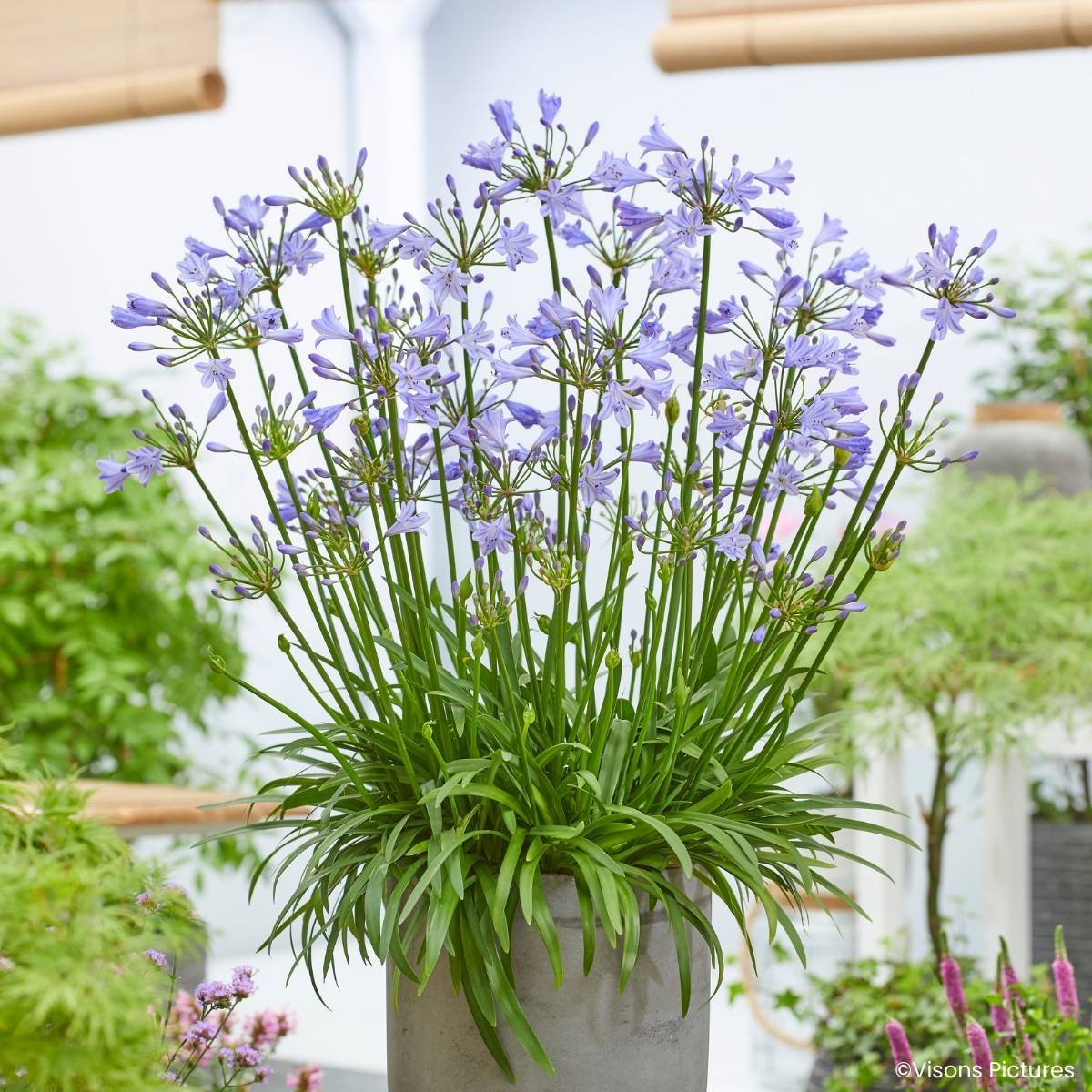Promesse de Fleurs - Agapanthe Blue Baby Godet de 8/9 cm