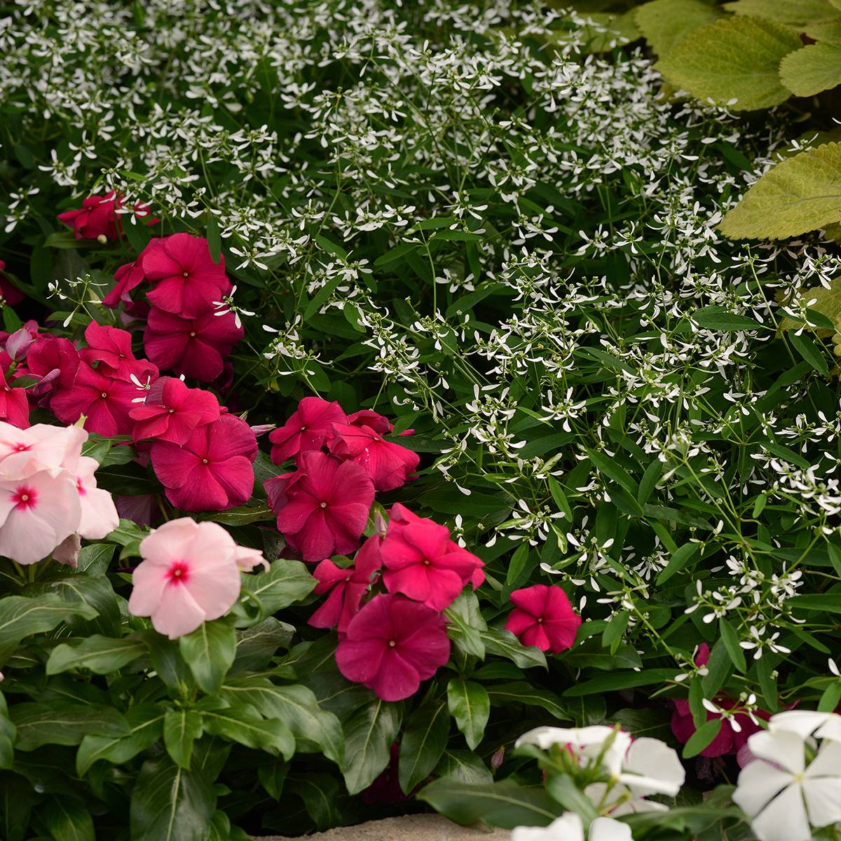 Promesse de Fleurs - Graines d'Euphorbe Glamour - Euphorbia graminea le sachet de 10 graines environ