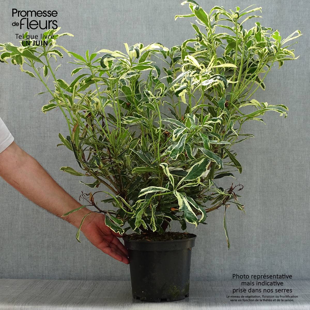 Rhododendron ponticum Variegatum - Grand Rhododendron Pot de 4L/5L ...