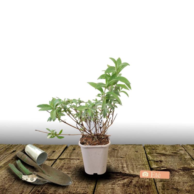Arbre aux papillons Butterfly Tower® 'TOBUD1305', Buddleia à fleurs Rose - feuillage Caduc - Pot de 1,5L - 10/20 cm-  hauteur à maturité De 1,50 m à 2 - Image 3