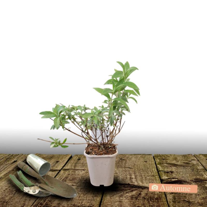 Arbre aux papillons Butterfly Tower® 'TOBUD1305', Buddleia à fleurs Rose - feuillage Caduc - Pot de 1,5L - 10/20 cm-  hauteur à maturité De 1,50 m à 2 - Image 2