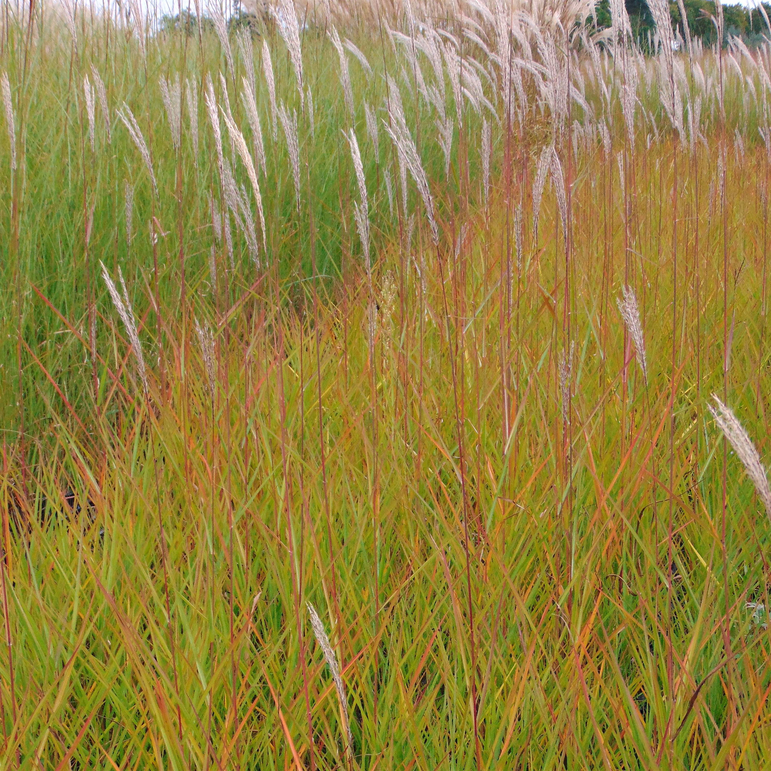 Promesse de Fleurs - Miscanthus sinensis Afrika - Eulalie - Roseau de Chine Godet de 8/9 cm