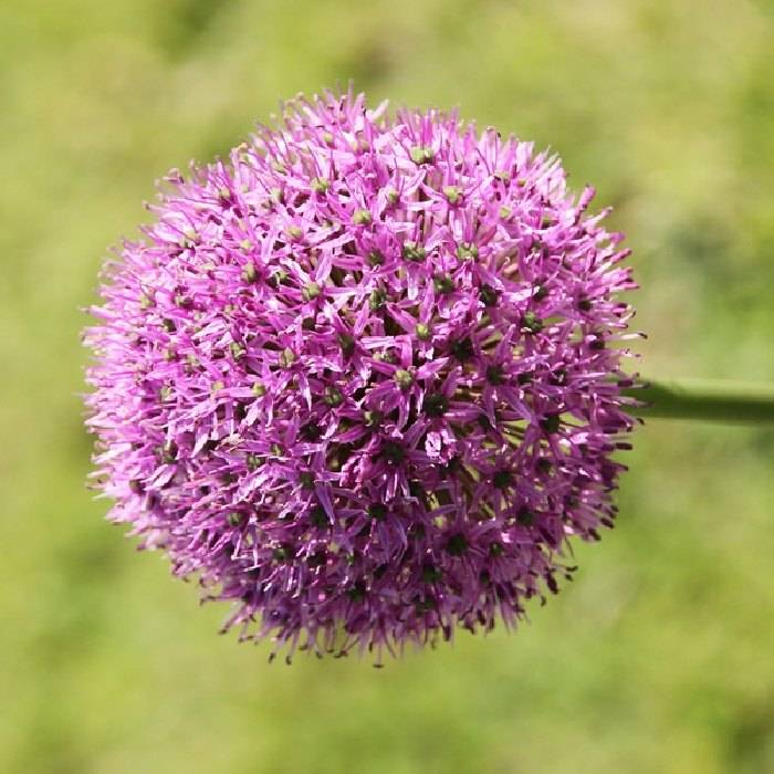 Promesse de Fleurs - Ail d'ornement - Allium Gladiator Bulbe calibre 20+