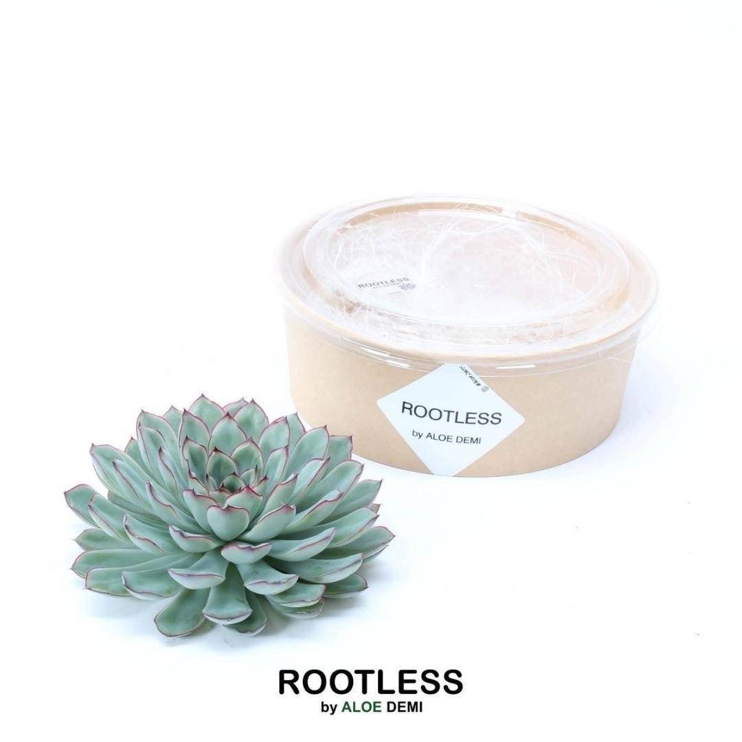 Echeveria Pulidonis Sans Racines- La Green Touch - Image 1