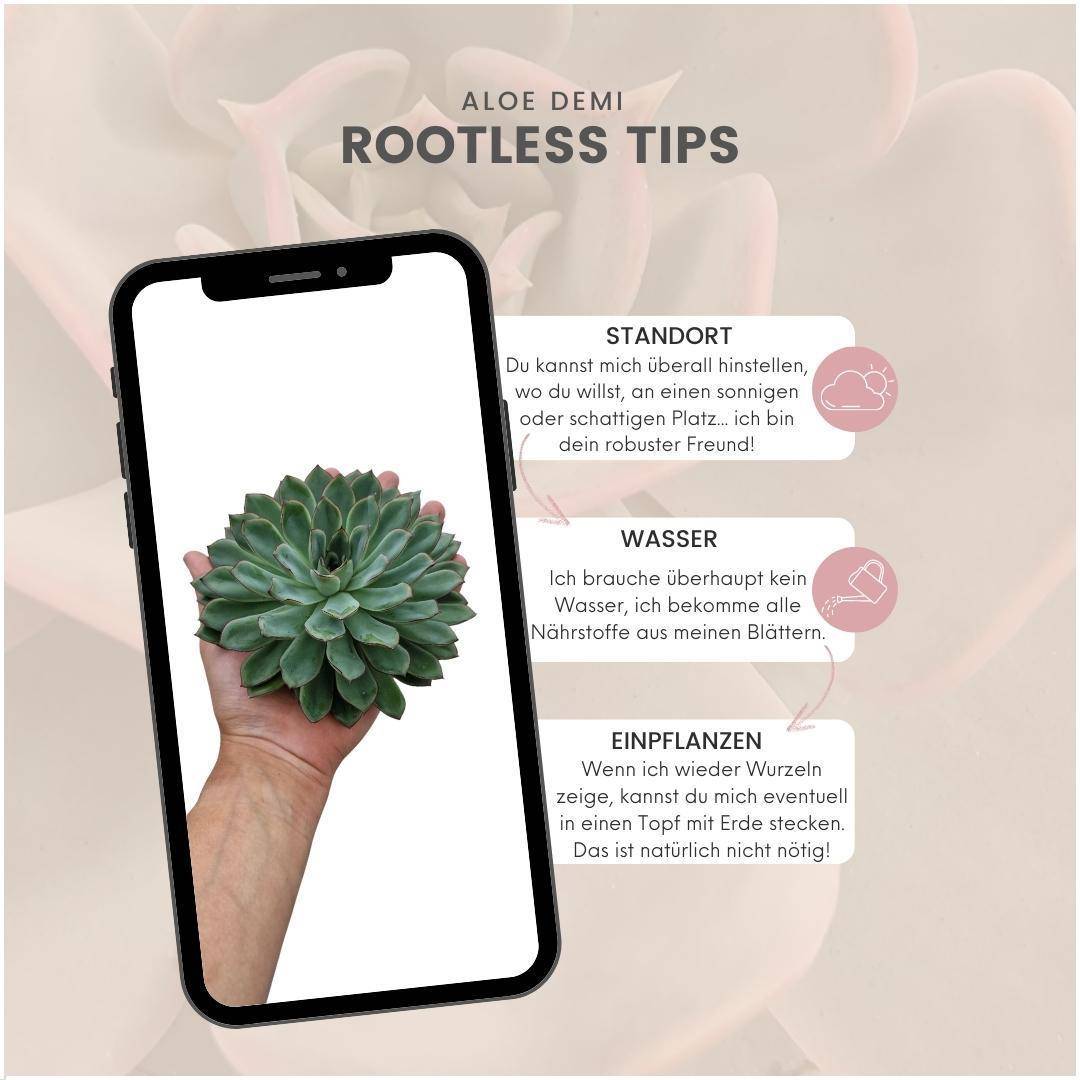 Echeveria Pulidonis Sans Racines- La Green Touch - Image 5