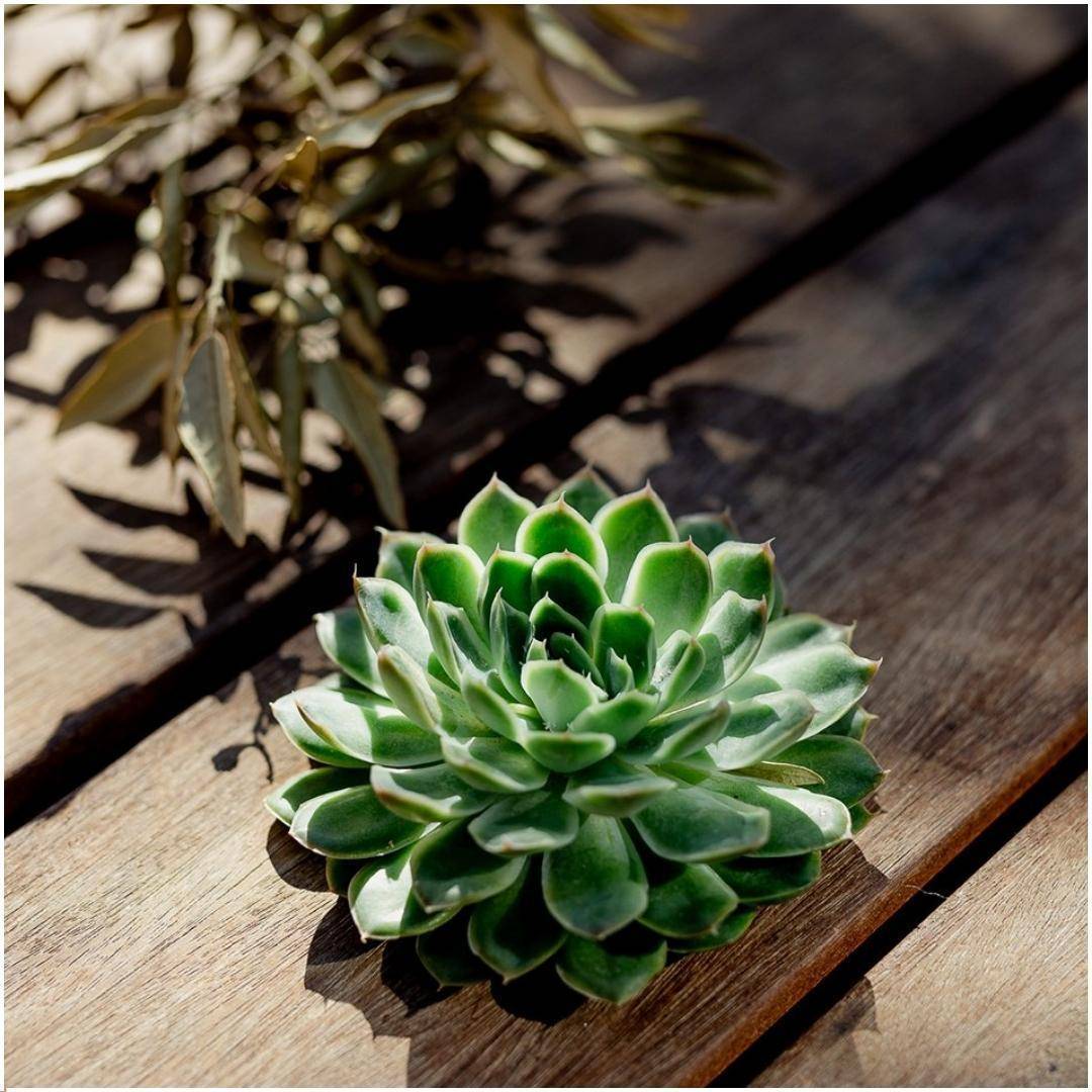 Echeveria Pulidonis Sans Racines- La Green Touch - Image 2