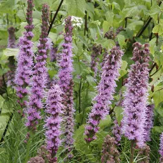Liatris spicata, Liatride à épis, Plume du Kansas Godet de 8/9 cm