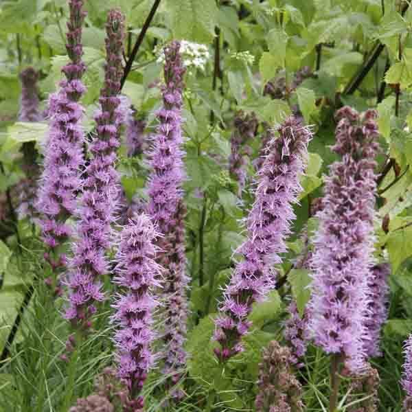 Liatris spicata, Liatride à épis, Plume du Kansas Godet de 8/9 cm