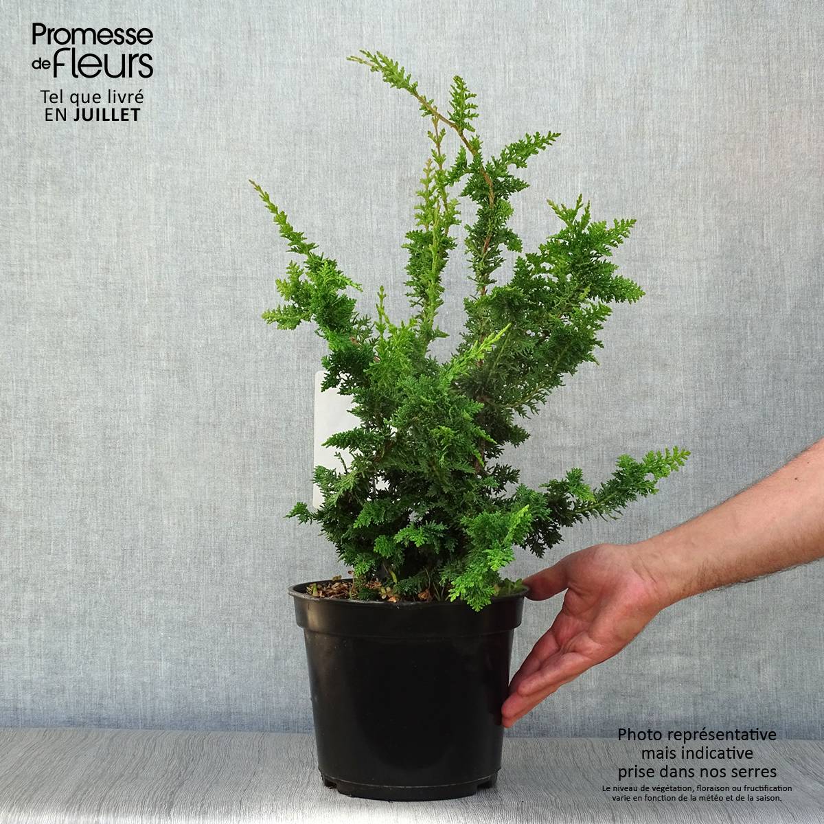 Promesse de Fleurs - Faux cyprès du Japon - Chamaecyparis obtusa Teddy Bear Pot de 4L/5L - Image 2