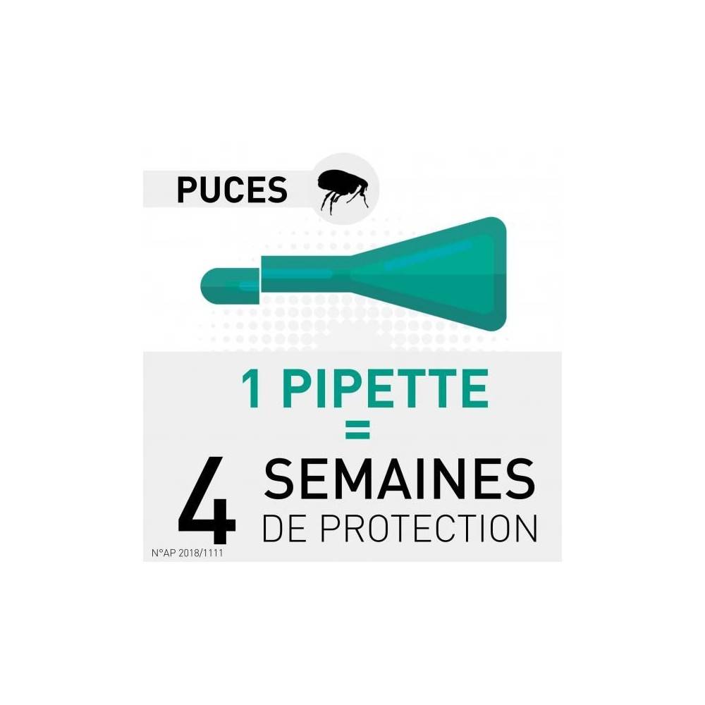 Frontline - FRONTLINE CHAT SPOT ON -  BOEHRINGER 3 pipettes - Image 3