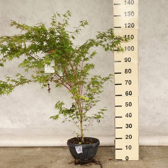 Erable du Japon - Acer palmatum Sangokaku (Senkaki) Pot de 6L/7L - Image 2