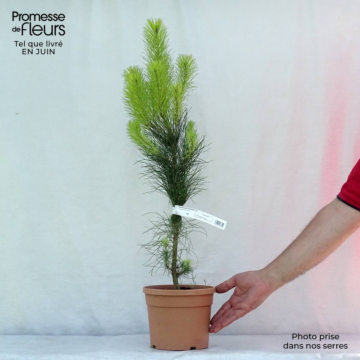 Pinus pinaster - Pin maritime Pot de 2L/3L - Gamm vert