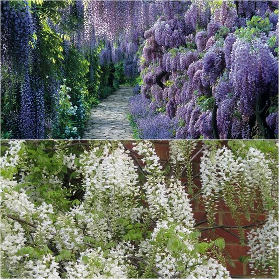 Collection 2 Glycines de Chine - Collection de 2 plantes