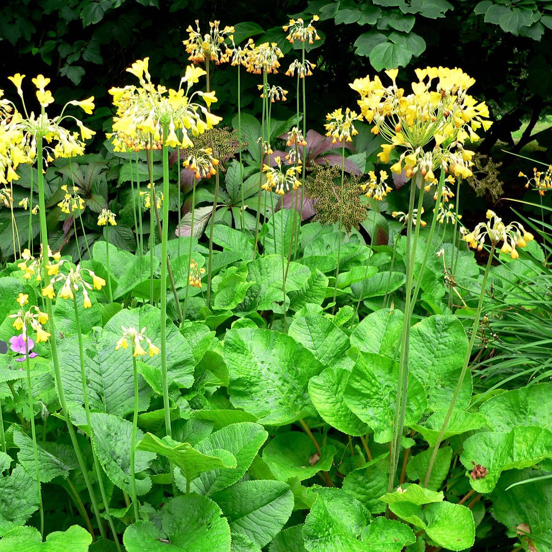 Promesse de Fleurs - Primula florindae - Primevère du Tibet Godet de 8/9 cm