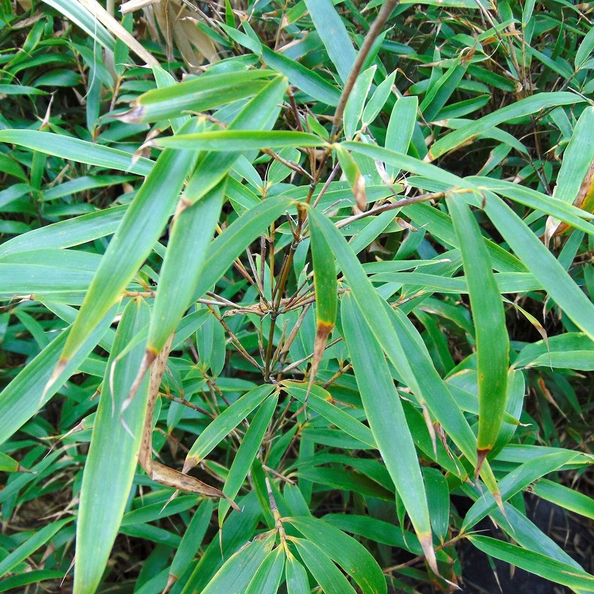 Promesse de Fleurs - Fargesia robusta Wenchuan - Bambou non traçant Pot de 2L/3L - Image 1