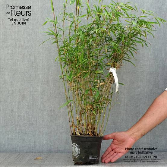 Promesse de Fleurs - Fargesia robusta Wenchuan - Bambou non traçant Pot de 2L/3L - Image 2
