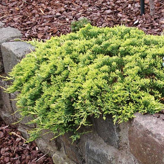 Promesse de Fleurs - Genévrier rampant - Juniperus horizontalis Golden Carpet Pot de 2L/3L - Image 1
