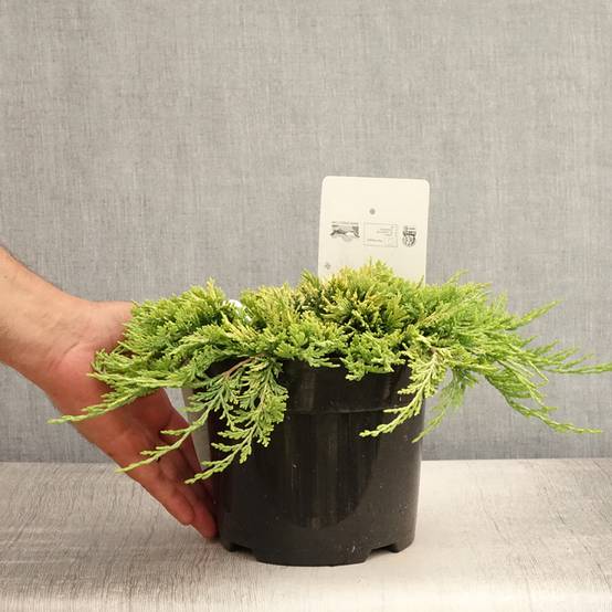 Promesse de Fleurs - Genévrier rampant - Juniperus horizontalis Golden Carpet Pot de 2L/3L - Image 2