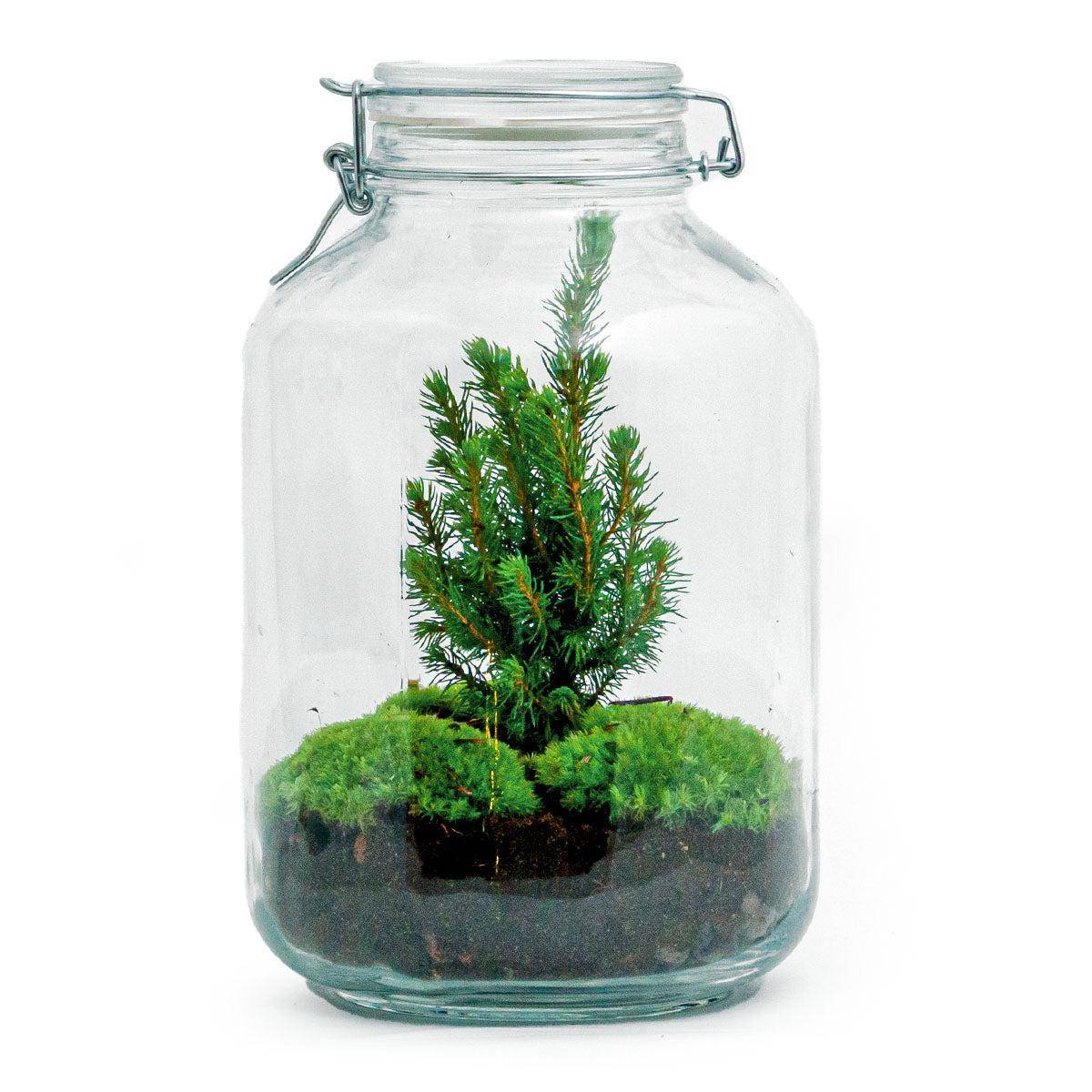 Diy Terrarium - H28cm - Image 3