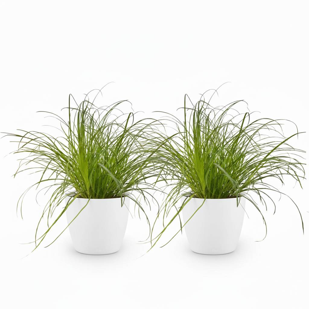 Cyperus alternifolius Zumula - Pet-friendly - Pot de 12cm - Hauteur 20cm - 2 plantes - Blanc - Plantes d'intérieur - Image 2