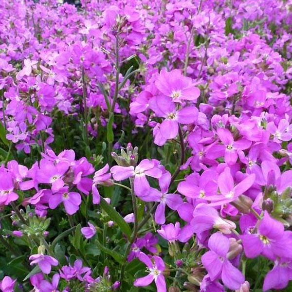 Arabis blepharophylla Frühlingzauber - Arabette de Californie Godet de 8/9 cm