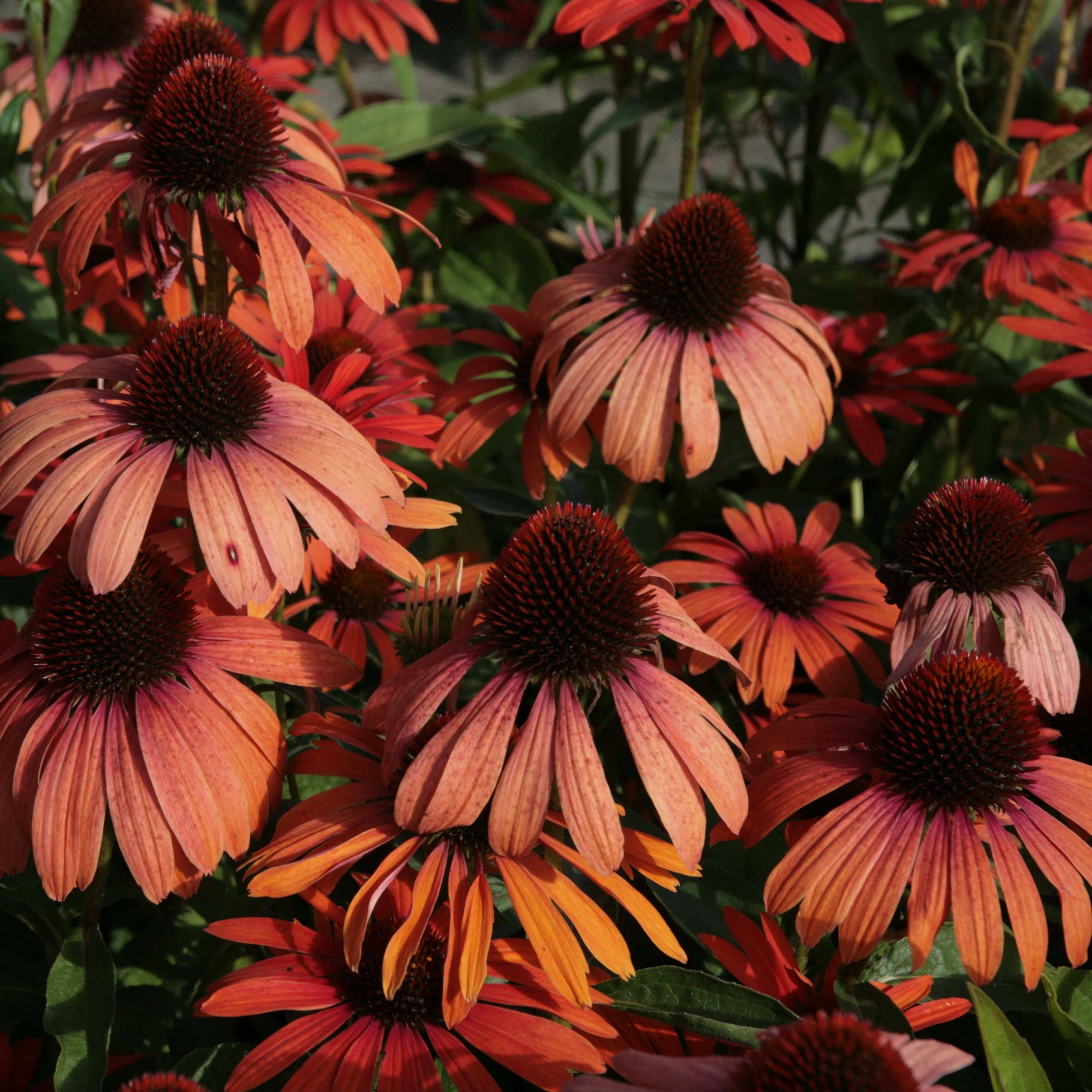 Promesse de Fleurs - Echinacea Julia - Echinacée Godet de 8/9 cm