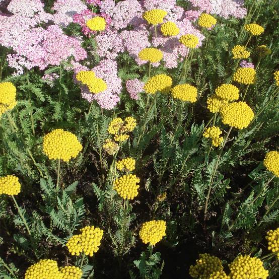 Promesse de Fleurs - Achillée - Achillea filipendulina Parker's Variety Godet de 8/9 cm