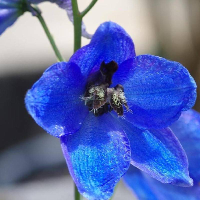 Pied-d'alouette Atlantis, Delphinium à fleurs Bleue/ - feuillage Caduc - Godet - 5/20 cm - Image 1