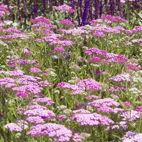 Promesse de Fleurs - Achillée millefolium Lilac Beauty Godet de 8/9 cm