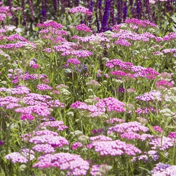 Promesse de Fleurs - Achillée millefolium Lilac Beauty Godet de 8/9 cm